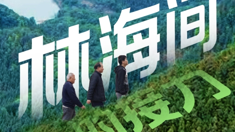 林海间的接力：云浮同乐林场的三代守林故事 | 寻美南粤⑮