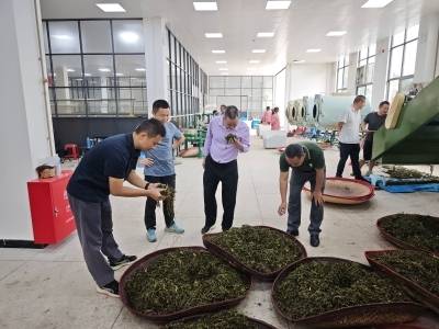 科技赋能茶产业！梅州农林专家深入南磜镇助力乡村振兴