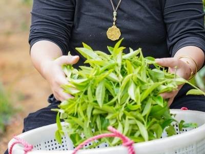 视觉｜明前新芽 梅州茶香