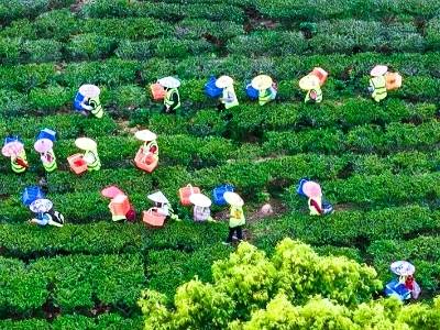 春日开摘“两叶一针”，紫金头春茶将上市