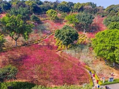 林业产业总产值预计超万亿元！广东深化集体林权制度改革现场会召开