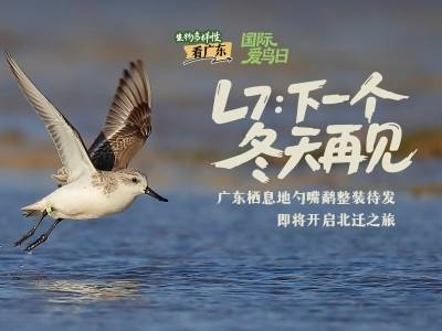 国际爱鸟日｜广东栖息地勺嘴鹬整装待发 即将开启北迁之旅