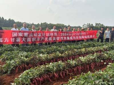 南方甘薯丰产优质关键技术有哪些？这场现场观摩会给出答案