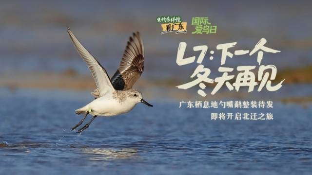 国际爱鸟日｜广东栖息地勺嘴鹬整装待发 即将开启北迁之旅