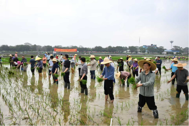 插秧比赛现场。