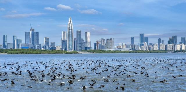 鹏城,万羽来栖:一座城市的爱鸟之约