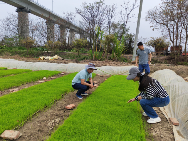 轻骑兵查看春耕水稻秧苗生长情况