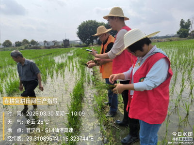 精准施策护航春耕！普宁农业科技特派员一线解决水稻“僵苗”难题