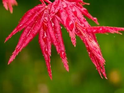 乐昌九峰这座百亩枫园，在春天“红”出了圈