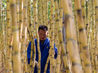 一口“蔗”么甜！东莞桥头邓屋110余亩优质甘蔗成熟