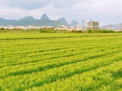 春耕进行时，韶关武江以“定制农业”激活撂荒地“新质生产力”