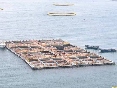 “牧洋人”海上筑“粮仓”｜海洋经济新动能看汕尾城区④