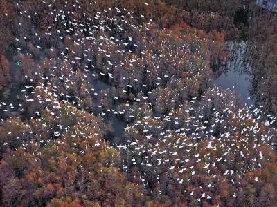 “平安原野—2025”专项行动开展以来，四川公安机关共侦办危害野生动物刑事案件649起