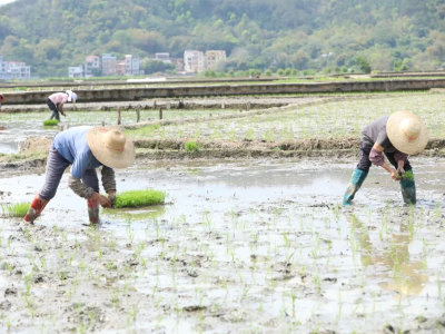肇庆德庆：春回大地农耕忙，田间尽是好“丰”景