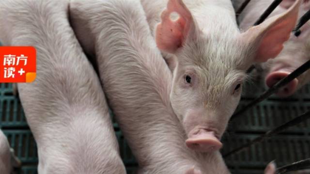 跌至近8年新低，猪价为何持续“探底”？