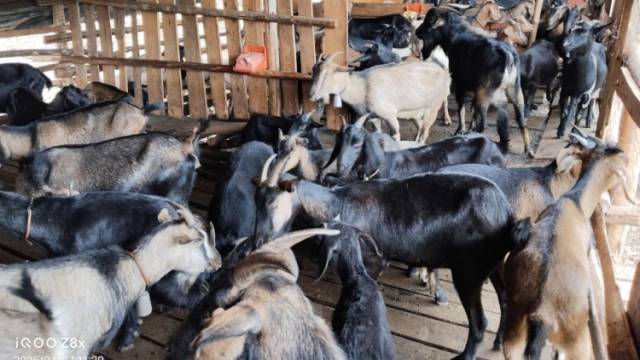 靠养殖，怀集汶朗镇GDP增速“杀进”全市前十