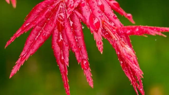 乐昌九峰这座百亩枫园，在春天“红”出了圈