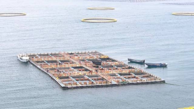 “牧洋人”海上筑“粮仓”｜海洋经济新动能看汕尾城区④