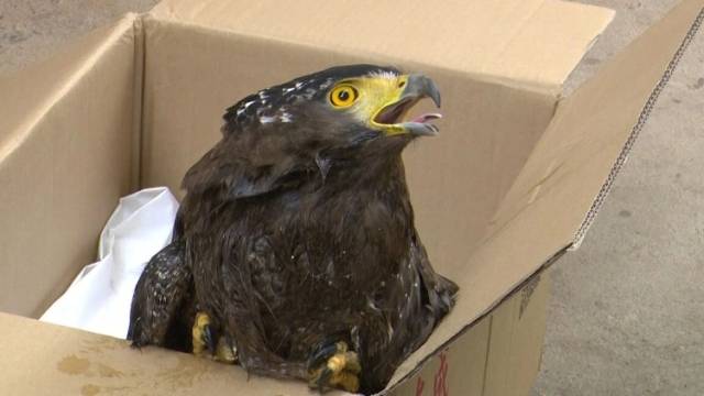 南雄一村民成功救助国家二级保护野生动物蛇雕