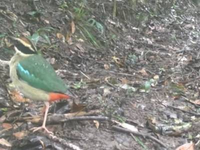 首次监测到！仙八色鸫现身大鹏半岛山林，中贼鸥刷新深圳鸟类纪录