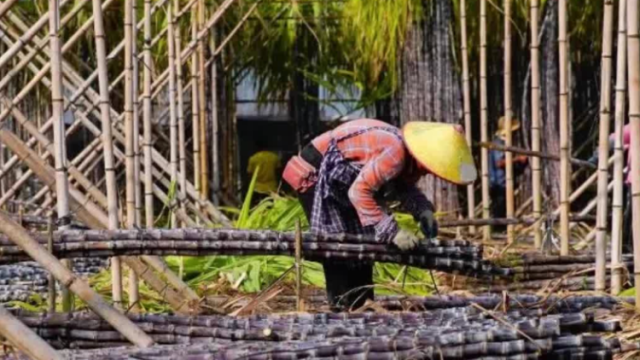 视频｜30吨南沙甘蔗发车北上 多方联手助农拓销路