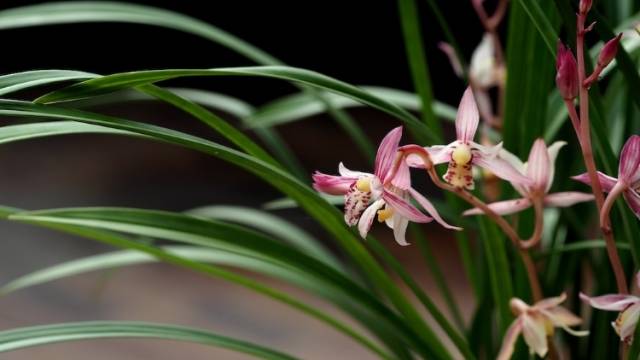 晨观山海｜一盆广东兰如何“闯”世界？