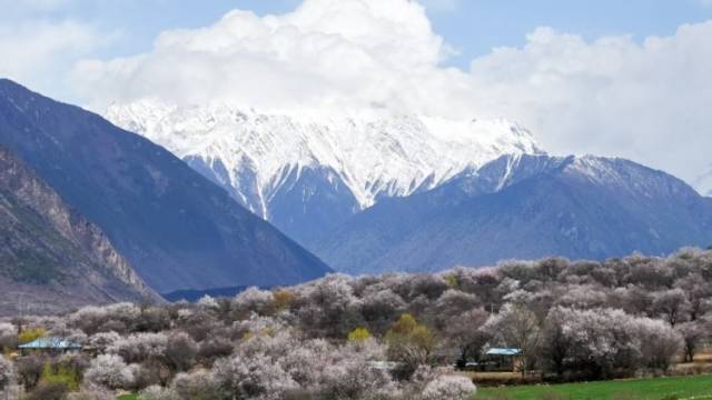 林芝第23届桃花旅游文化节明日开幕，遇见中国最美春天