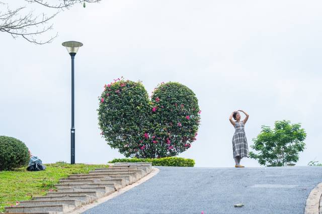 植物园里的心型树，是网红打卡点。