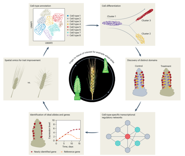 华大相关成果登上《自然》子刊，时空组学技术为小麦精准育种开辟新方向