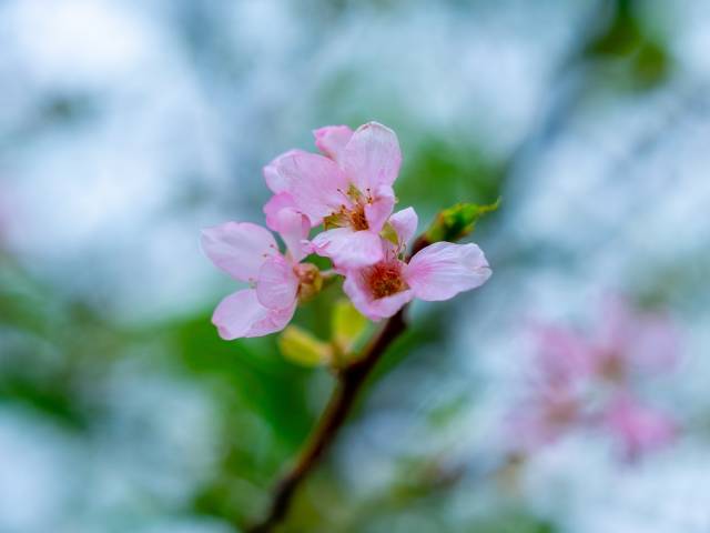 大王山上，桃花花期将尽。