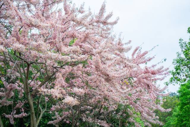 绒果决明花开满树，空气里都是花香。