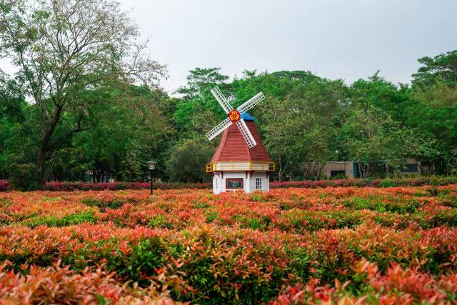 东莞植物园里草木萌发，走进植物迷宫，让人沉醉其中。