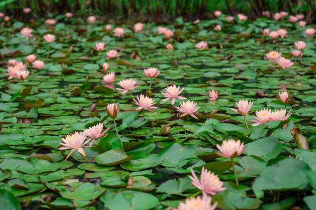 池塘里，睡莲朵朵盛开，生机勃勃。