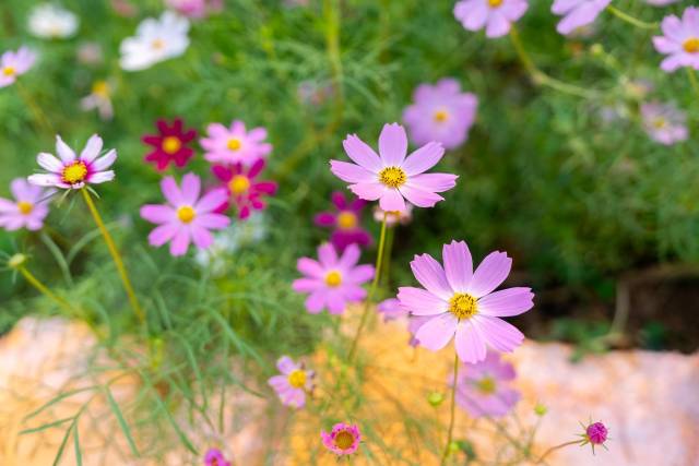 山上的格桑花正盛开。