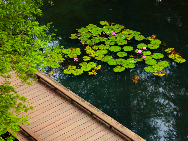 睡莲在池中静静绽放，与落羽杉的青翠相映成趣。