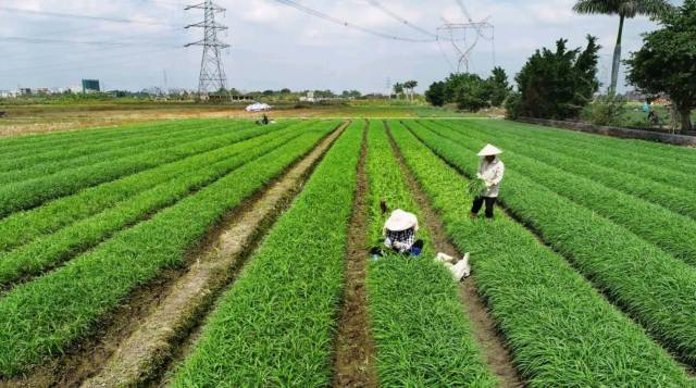 袂花镇蔬菜种植基地
