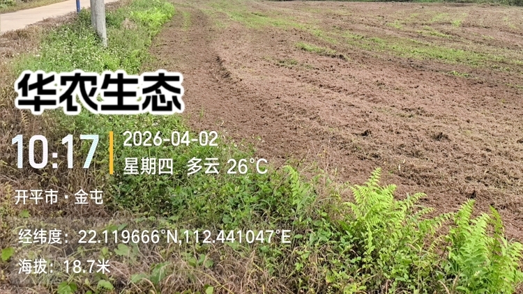 产业先行定标准，科技赋能复耕忙——开平市金鸡镇引进华农生态团队启动节水抗旱稻种植项目