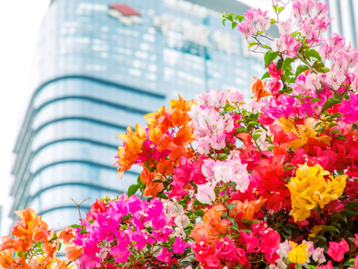 春至前海，帧藏四月！这棵“彩虹树”火了~