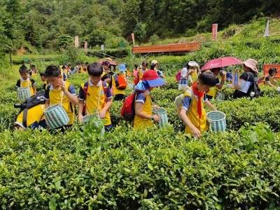 河源创新推出“蝉茶气候贷”，好生态也能贷出真金白银