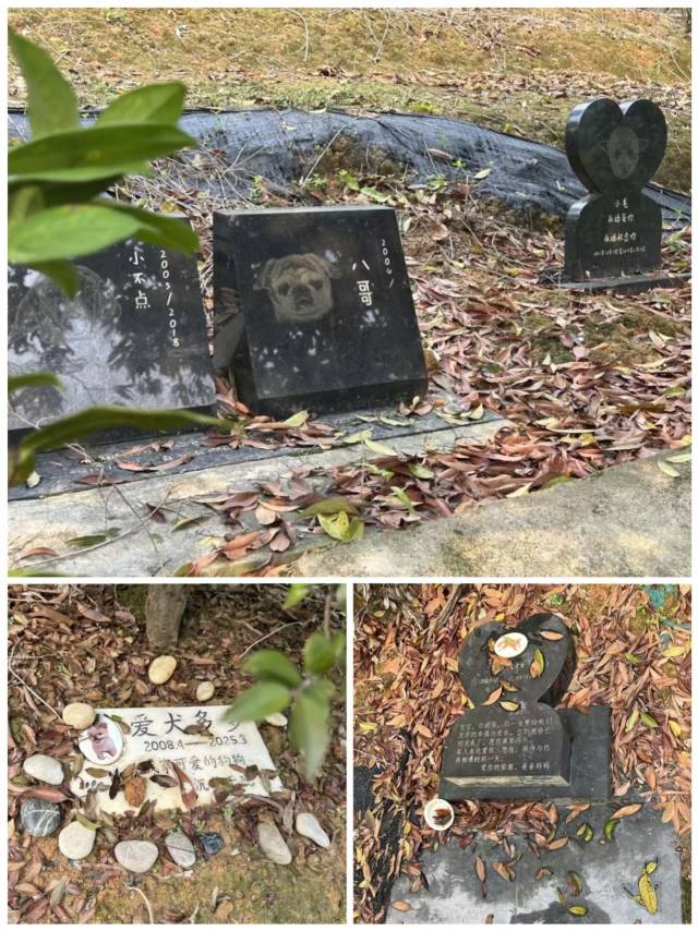 宠物墓园中，每一株树下都有家长留下的独特纪念。