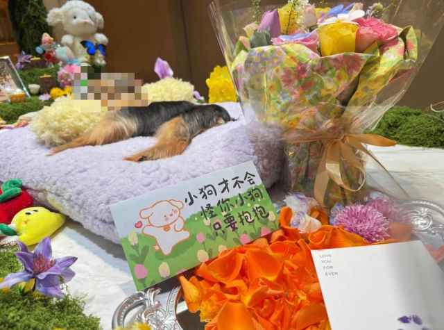 宠物殡葬商家在网络上发布的相关宣传图片。图片来源于网络