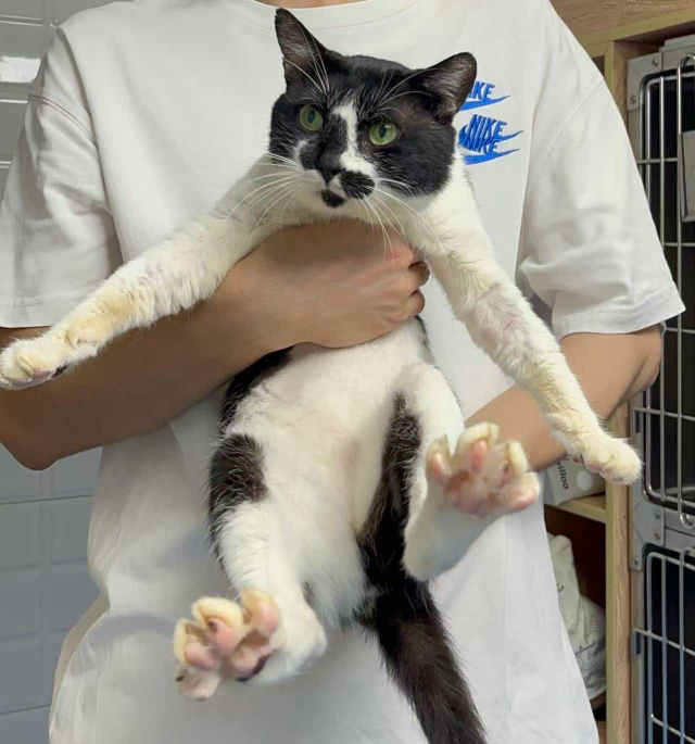 来自广州的养宠人伊文（化名）救助的流浪猫。受访者供图