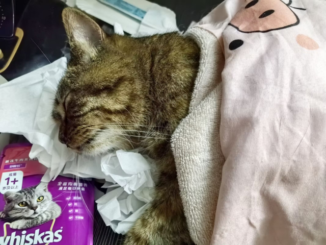 锦初的小猫嘟嘟。受访者供图