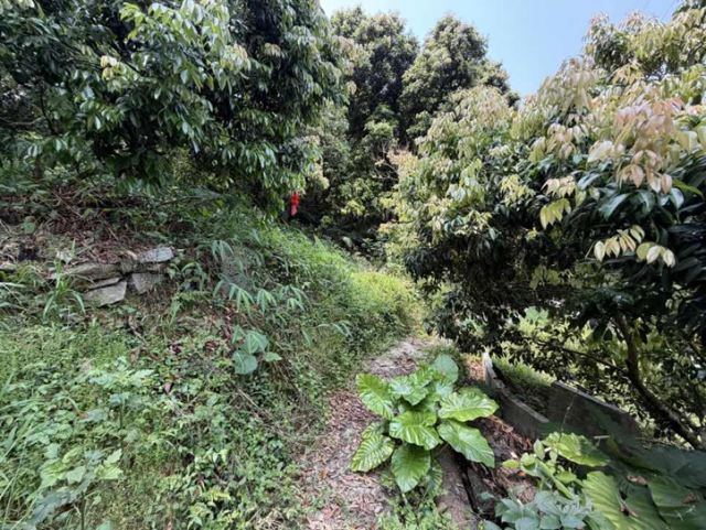 寺庙后山区域，树木较为杂乱。