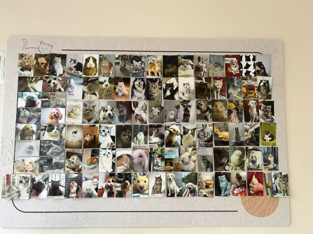 陈志敏店内的宠物纪念墙。受访者供图