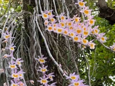 清明假期把春天“带”回家！深圳这片“兰花海”进入盛花期