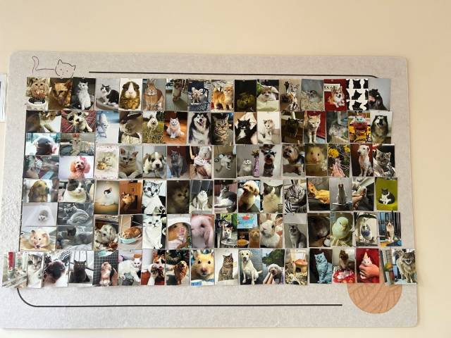 陈志敏店内的宠物墙记录了许多毛孩子的美好瞬间。