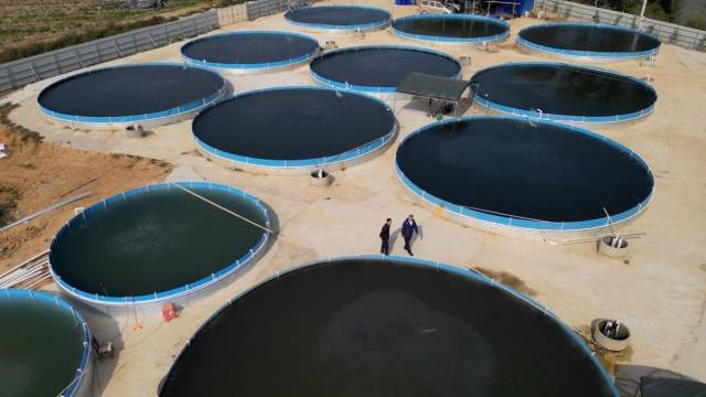 华东村鲈鱼养殖基地设有48个养殖水桶。受访者供图