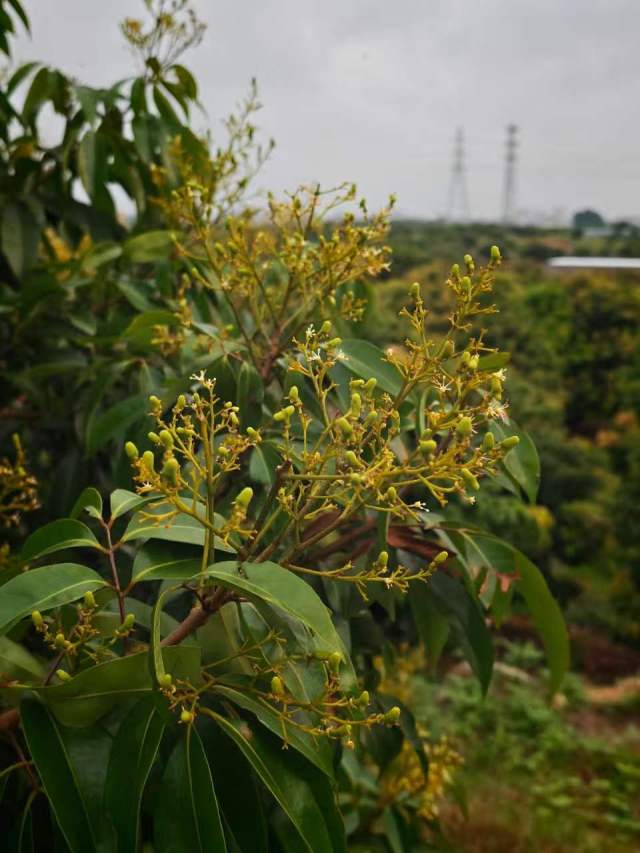 荔枝进入坐果期。