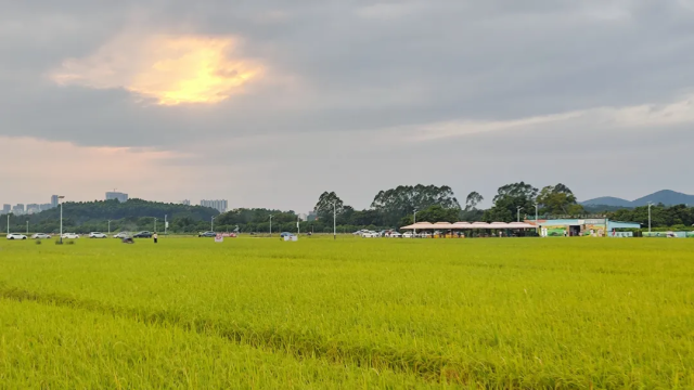 增城的丝苗米稻田公园。